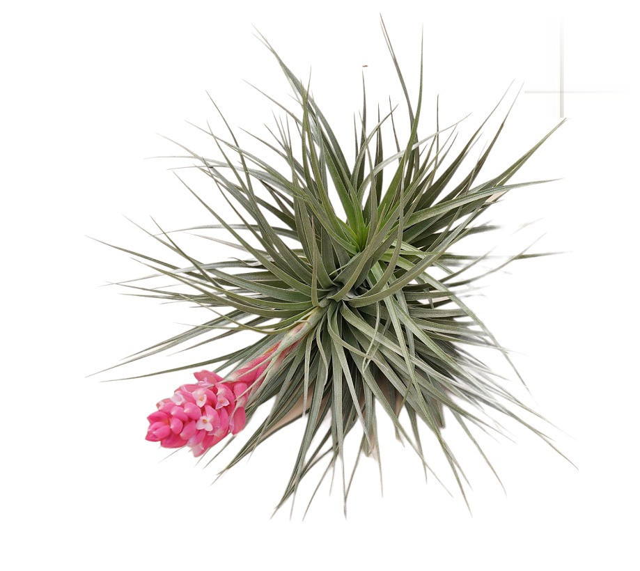 Tillandsia stricta ‘Cotton Candy’ - Nook & Nature