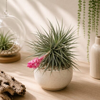 Tillandsia Stricta Cotton Candy Plants - Nook & Nature