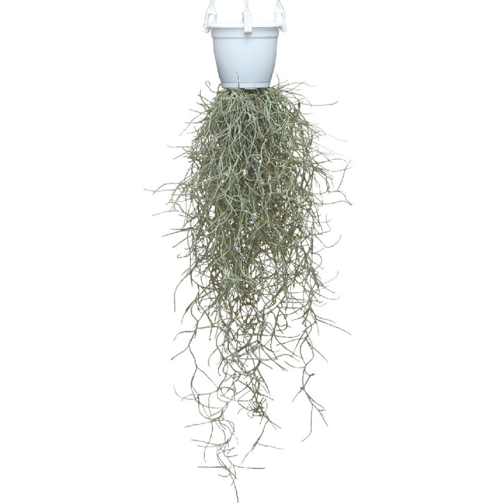 Tillandsia usneoides ‘Spanish Moss’ - Nook & Nature