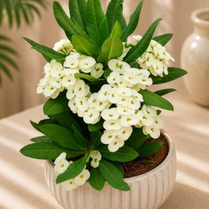 White Bouquet 9 - Nook & Nature