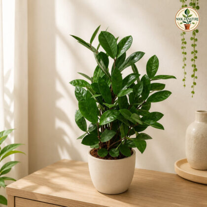 Zamioculcus Zamifolia H6 - Nook & Nature