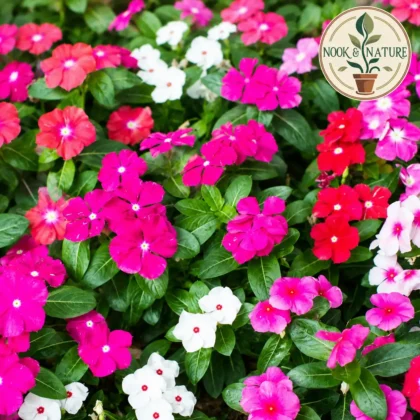 Vinca / Periwinkle Flower