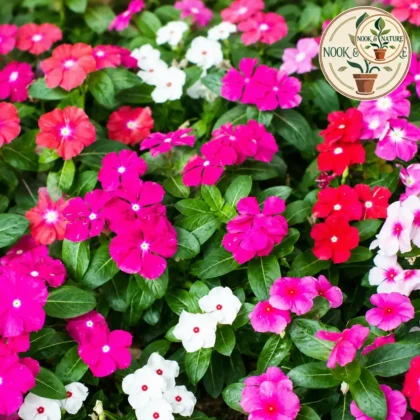 Vinca / Periwinkle Flower