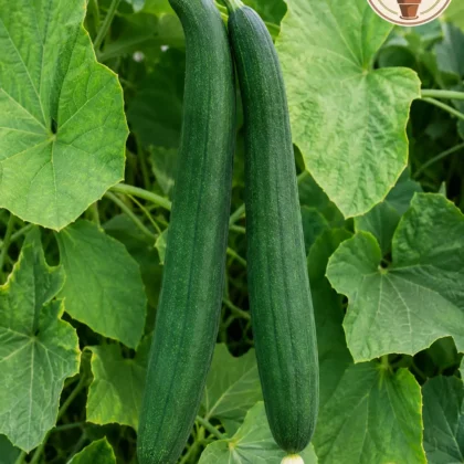 SPONG GOURD HYBRID SEEDS