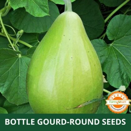 Bottle Gourd Round F1 Hybrid - Pack of 15 Seeds