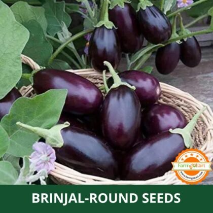 Brinjal Dark Purple F1 Hybrid - Pack of 100 Seeds