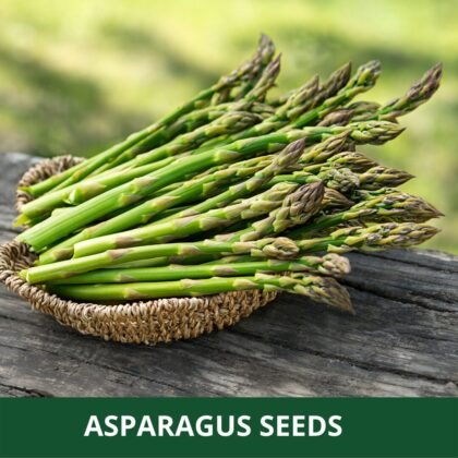 Asparagus - Pack of 40 Seeds
