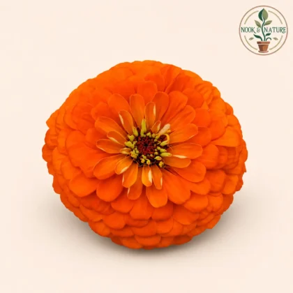 Zinnia Orange Flower