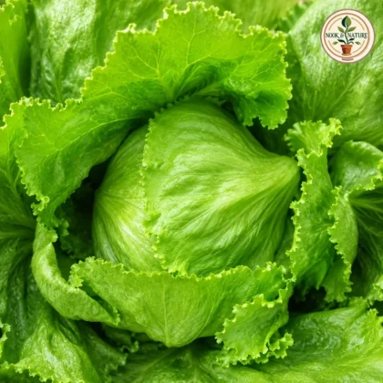 Lettuce Ice Berg