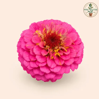 Zinnia Pink Flower