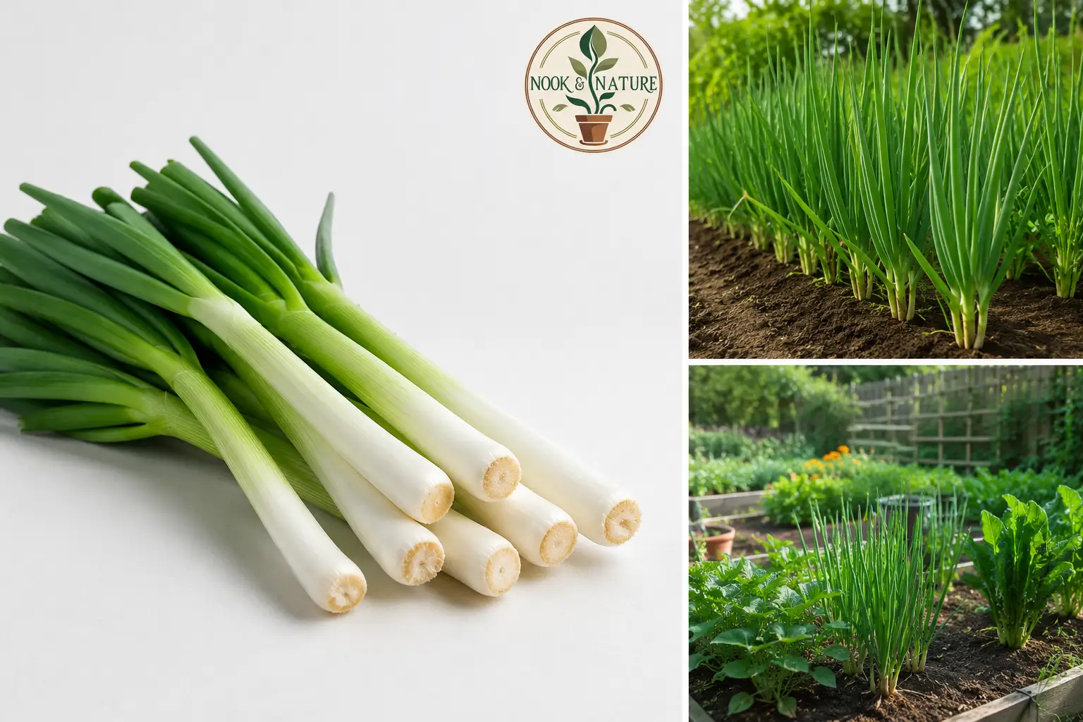 Leek Seeds - Image 2