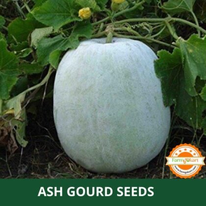 Ash Gourd F1 Hybrid - Pack of 20 Seeds