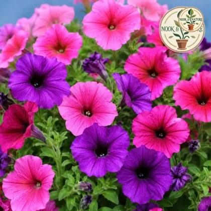 Petunia Mixed Flower