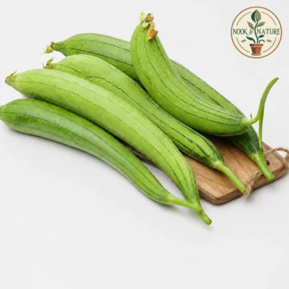 Sponge Gourd Hybrid