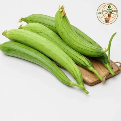 Sponge Gourd Hybrid