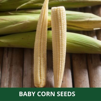 Baby Corn - Pack of 20 Seeds