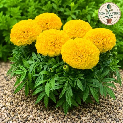 Marigold - Yellow Roundball Kolkata Flower