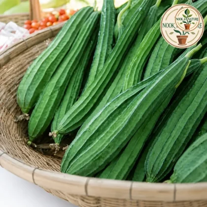Ridge Gourd Hybrid