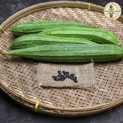 RIDGE GOURD