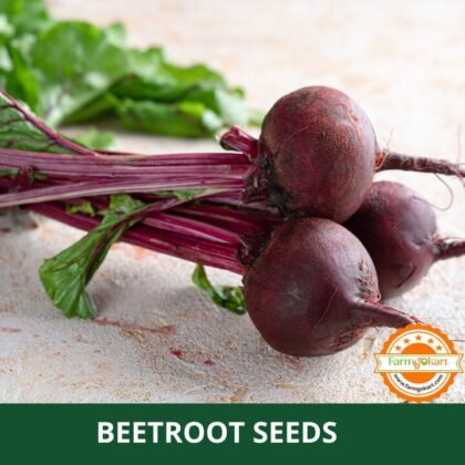 Beet Root - Pack of 250 Seeds
