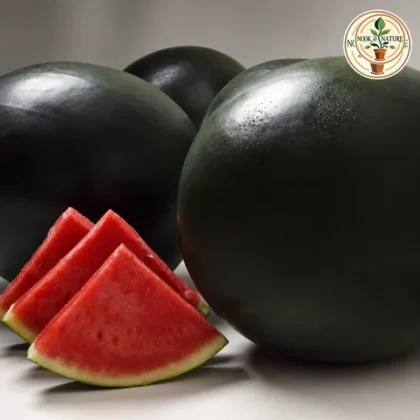 Watermelon Round Hybrid