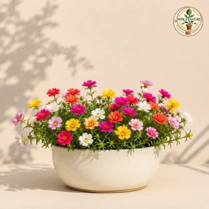 Portulaca Mixed Flower