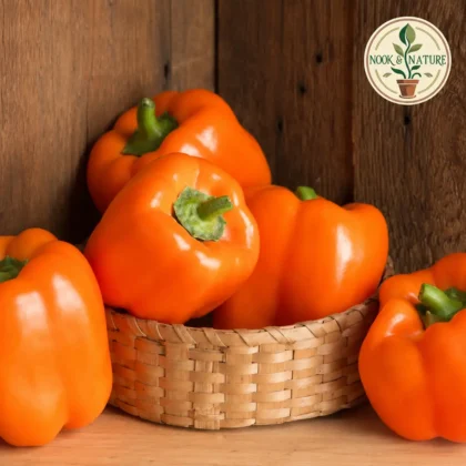 Orange Capsicum