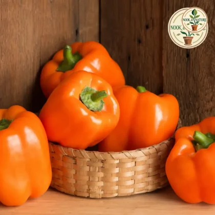 Orange Capsicum