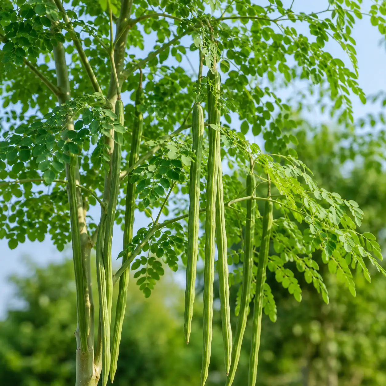 Moringa - Drumstick - Image 3