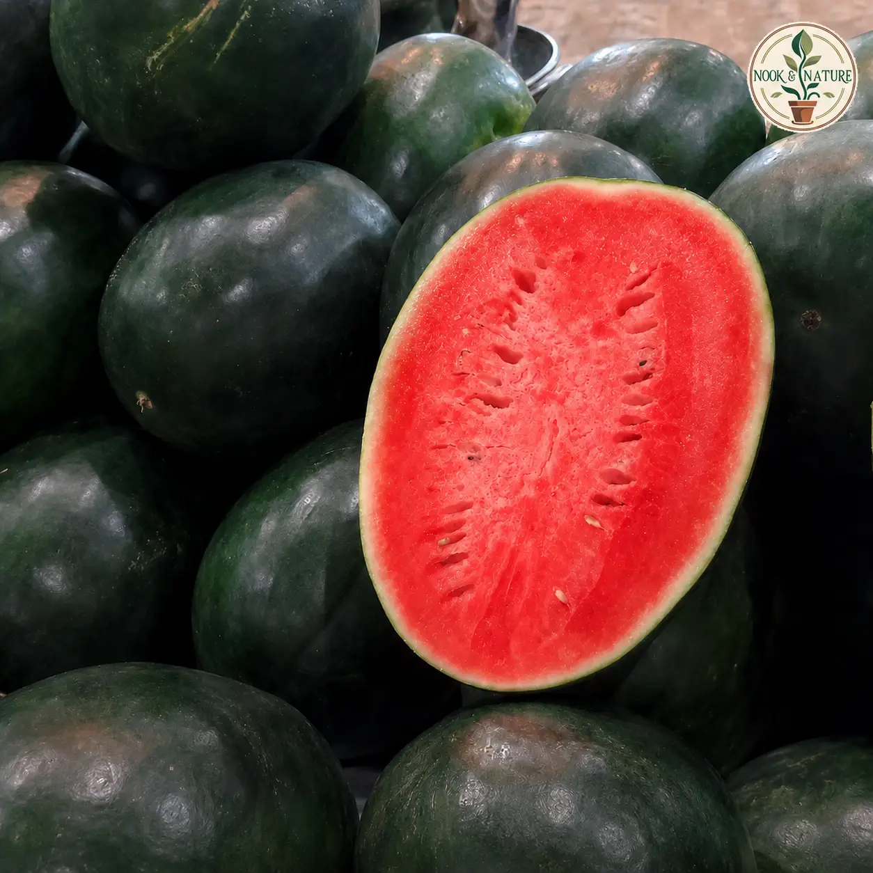 Watermelon Oval Hybrid