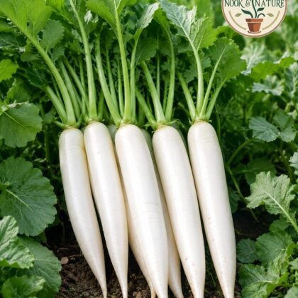 Radish All Season-99
