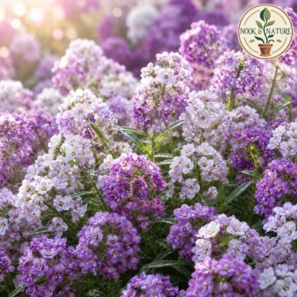 Alyssum Maritimum "Royal" Carpet Blue Seeds