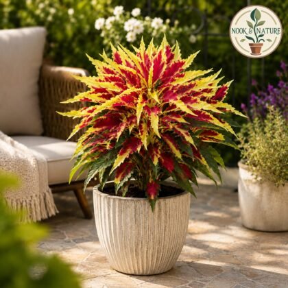 Amaranthus Tri-Colour Flower Seeds