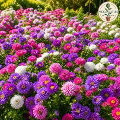 Aster Mixed Flower Seeds
