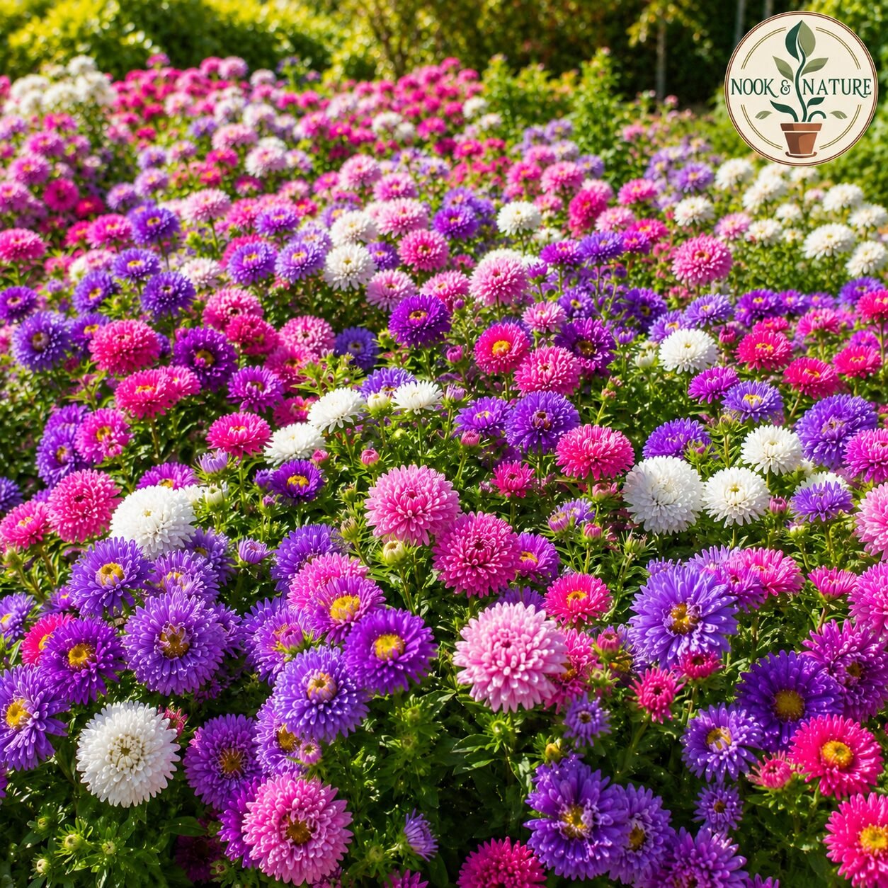 Aster Mixed Flower Seeds