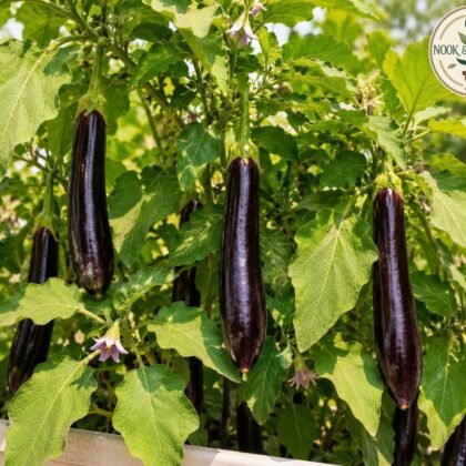 BRINJAL LONG PURPLE HYBRID