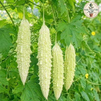 Bitter Gourd Bianco White Long
