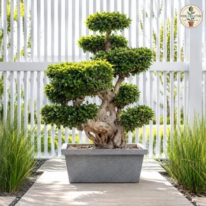 Bonsai R-70 Planter