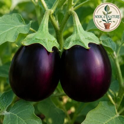 Brinjal Dipansh Black Round