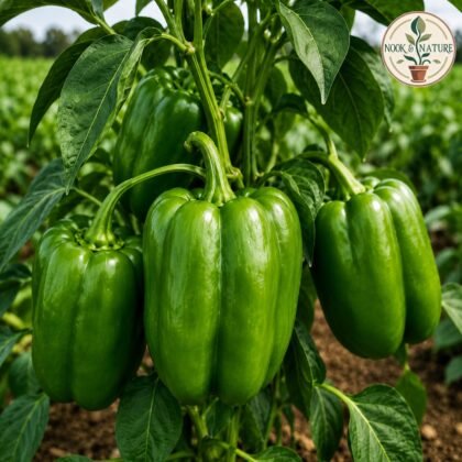 CAPSICUM IMP.