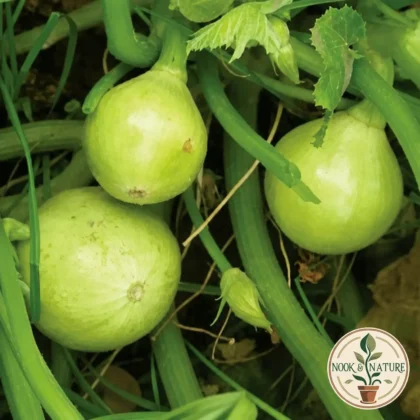 CHAPPAN KADU