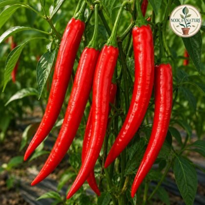 CHILLI GRAND SUPERIOR 10