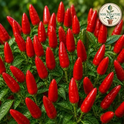 CHILLI LONGI SPECIAL