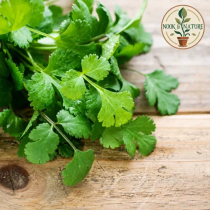 CORIANDER