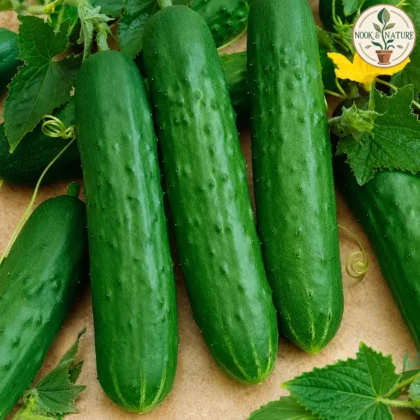 CUCUMBER DARK SEEDS