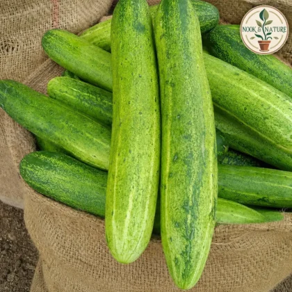 CUCUMBER LIGHT GREEN