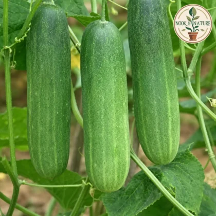CUCUMBER LIGHT GREEN F1 HYBRID SEEDS