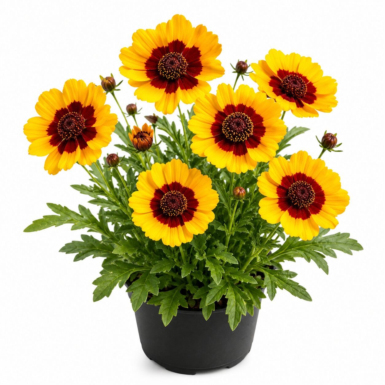 Calliopsis - Bicolor Tall Mixed (Tinctoria) Seeds - Image 3