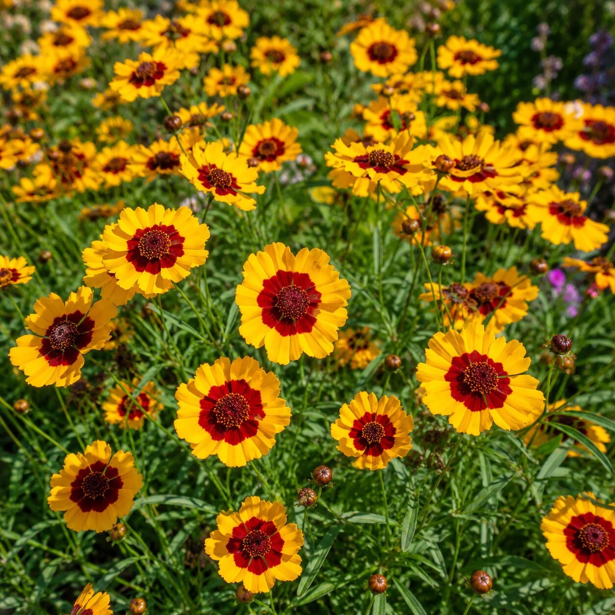Calliopsis - Bicolor Tall Mixed (Tinctoria) Seeds - Image 2