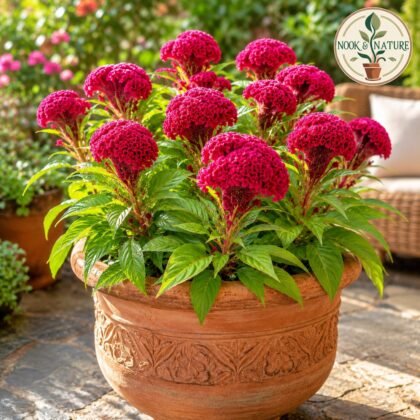 Cockscomb Flower Seeds